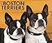 Just Boston Terriers 2017 Box Calendar (Dog Breed Calendars)