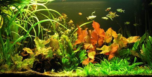 Unterwasser-Landschaft Lotuswelt für ein 240 bis 300 Liter Aquarium, Aquariumpflanzen-Set Sortiment