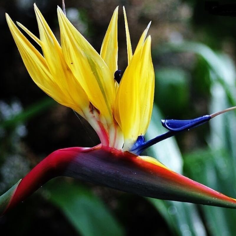 Yellow Bird of Paradise Live Plant to Grow, 5 to 10 Inches Tall, Strelitzia Reginae Bird of Paradise, Tropical Outdoor Plant
