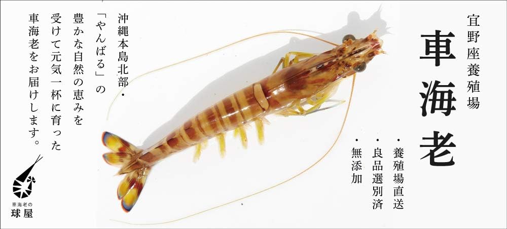 Amazon 宜野座養殖場 直販 生食用 急速冷凍車海老 ゴジラ 約18cm 500g 10 11尾 1パック 有頭 無添加 沖縄 直送 宜野座養殖場 エビ 通販 Amazon 宜野座養殖場 直販 生食用 急速冷凍車海老 ゴジラ 約18cm 500g 10 11尾 1パック 有頭 無添加 沖縄 直送 宜野座養殖場 エビ 通販