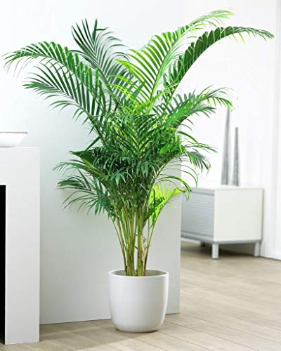 Dypsis Lutescens - Goudpalm - Kamerplant - Onderhoudsvriendelijk - ⌀24 cm - 140-150 cm - Afbeelding 8