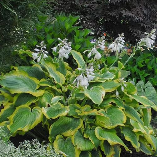 Semillas de Hosta - Las de jardín son perennes resistentes semillas de exóticas del balcón Las 20pcs