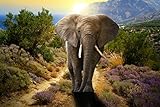 ansichtskarten afrika Lustige Postkarte / Ansichtskarte von einem imposanten Elefanten-Bullen