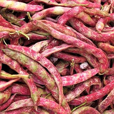 Taylor Dwarf Horticultural Bush Bean Seeds 100 Count