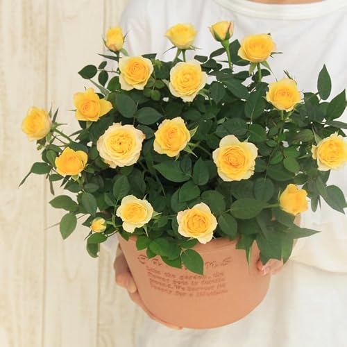 黄色のバラ 鉢植え 満開　四季咲　高さ約1.1メートル 四季咲き バラ」の人気商品一覧 | 安い商品を通販サイトから探す
