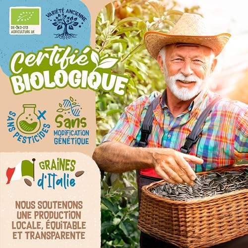 Graines de alfalfa microgreens bio luzerne à germer sachet 500g - 3