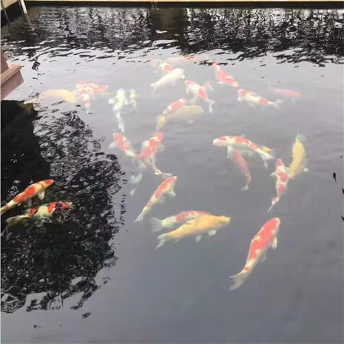 Filtro Bioquímico Premium para Acuario Koi 50x25x4cm miniatura 7