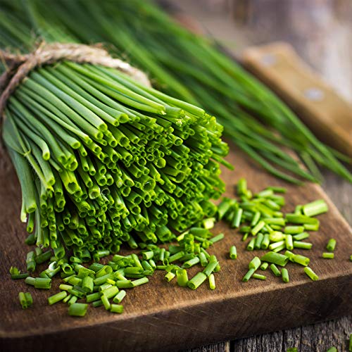 Schnittlauch mehrjährig 250 x Samen 100% Natursamen aus Portugal handgepflückt