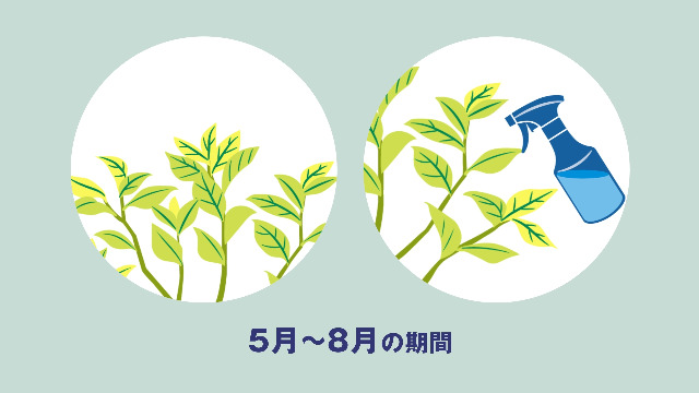 Amazon.co.jp: 花ごころ ブルーベリー専用 鉄欠解決 FT-II : DIY