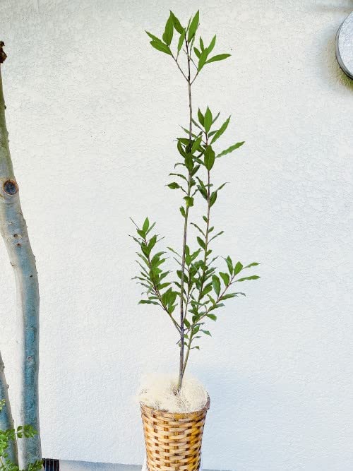 月桂樹さん専用 4901030146019_01.jpg