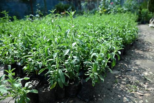 Image of Stevia Plant Live, sweet tulshi plant live, Natural Sweetener Herb, Potted Plant, Pack of 1