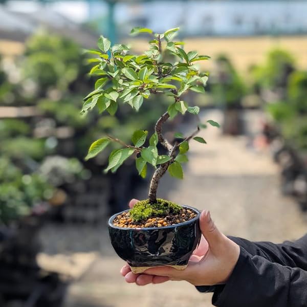 特大　桜陶　落款　緑釉　楕円　盆栽鉢 bonsaisaite_h110148