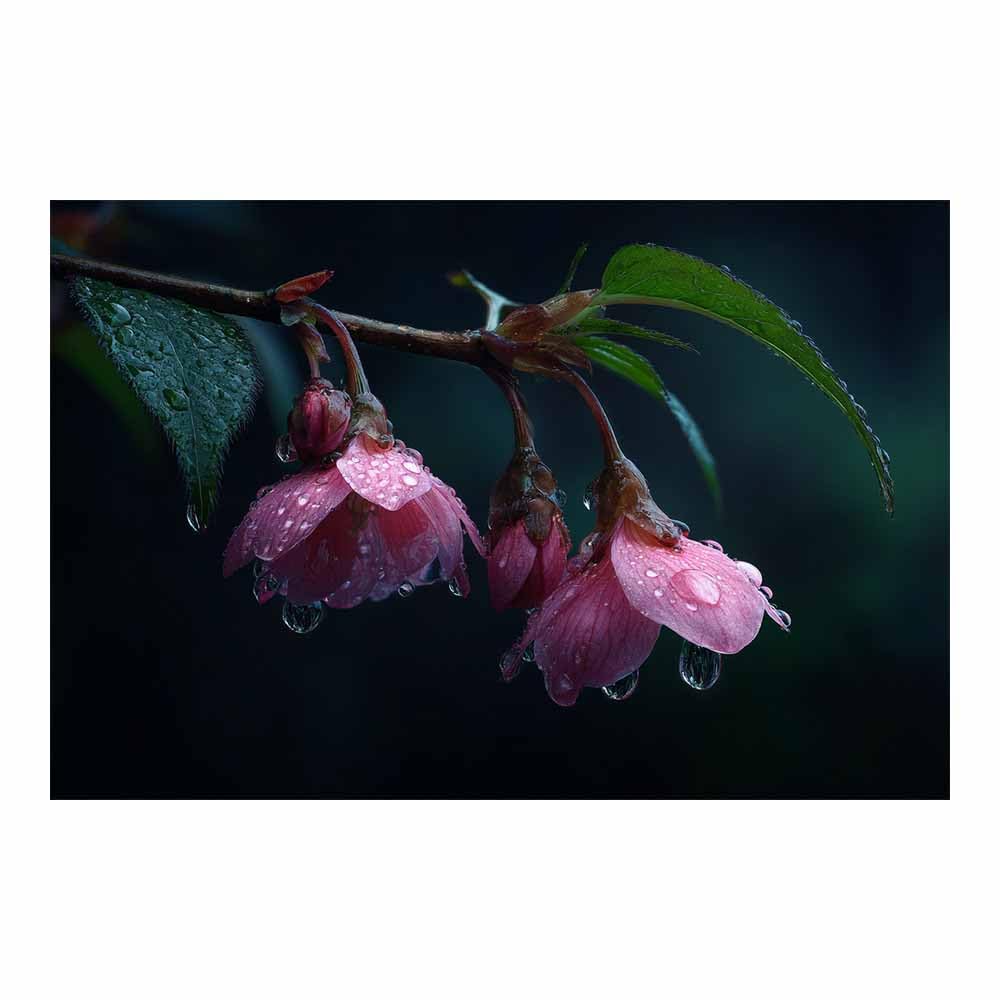 ZAMAEIU Nature Landscape Canvas Wall Art Dew-kissed blossoms posters picture, Modern Wall Decor, for Bedroom, Office, Living Room, Corridor, classroom(pink)-80x120cm Unframed