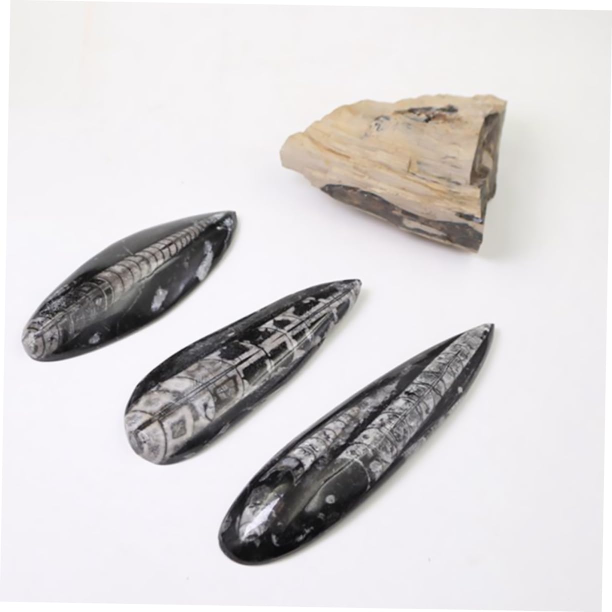 ibasenice Campione Fossile Orthoceras Naturale Paleo-oceano, Decorazione da Tavolo Educativa per Ragazzo Ragazza, Materiale Didattico Scientifico per Studio e Collezione