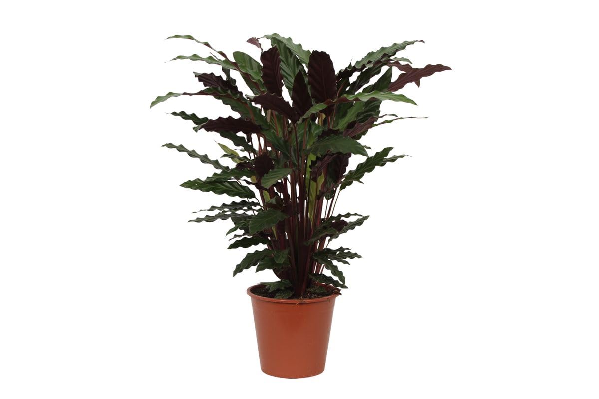 Plte Calathea Wavestar, Dekoracja wnętrz, Zielony, 80 cm, Doniczka Ø19 cm