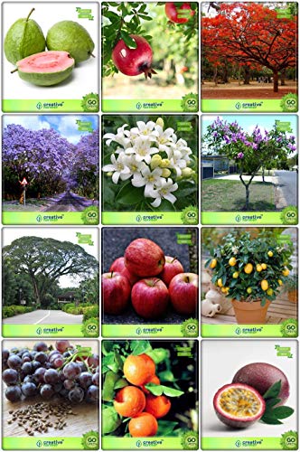 Creative Farmer Plant Seed Combo Fruit & Tree Seeds : Jacaranda, Gulmohar, Murrayya Exotica, Queen Crape Myrtle, Monkey Pod, Lemon Guava, Pomagranate, Apple, Citrus Seeds, Grape, Orange, Passion Fruit - Violet For Gardening