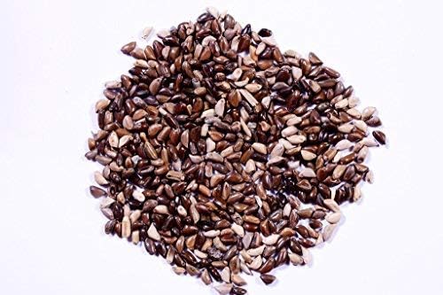 � Napier grass seeds, Elephant grass, Pennisetum purpureum MULTI CUTTING/HIGH-PROTEIN/HIGH YIELD Grass Seeds - Pack of 400 gm