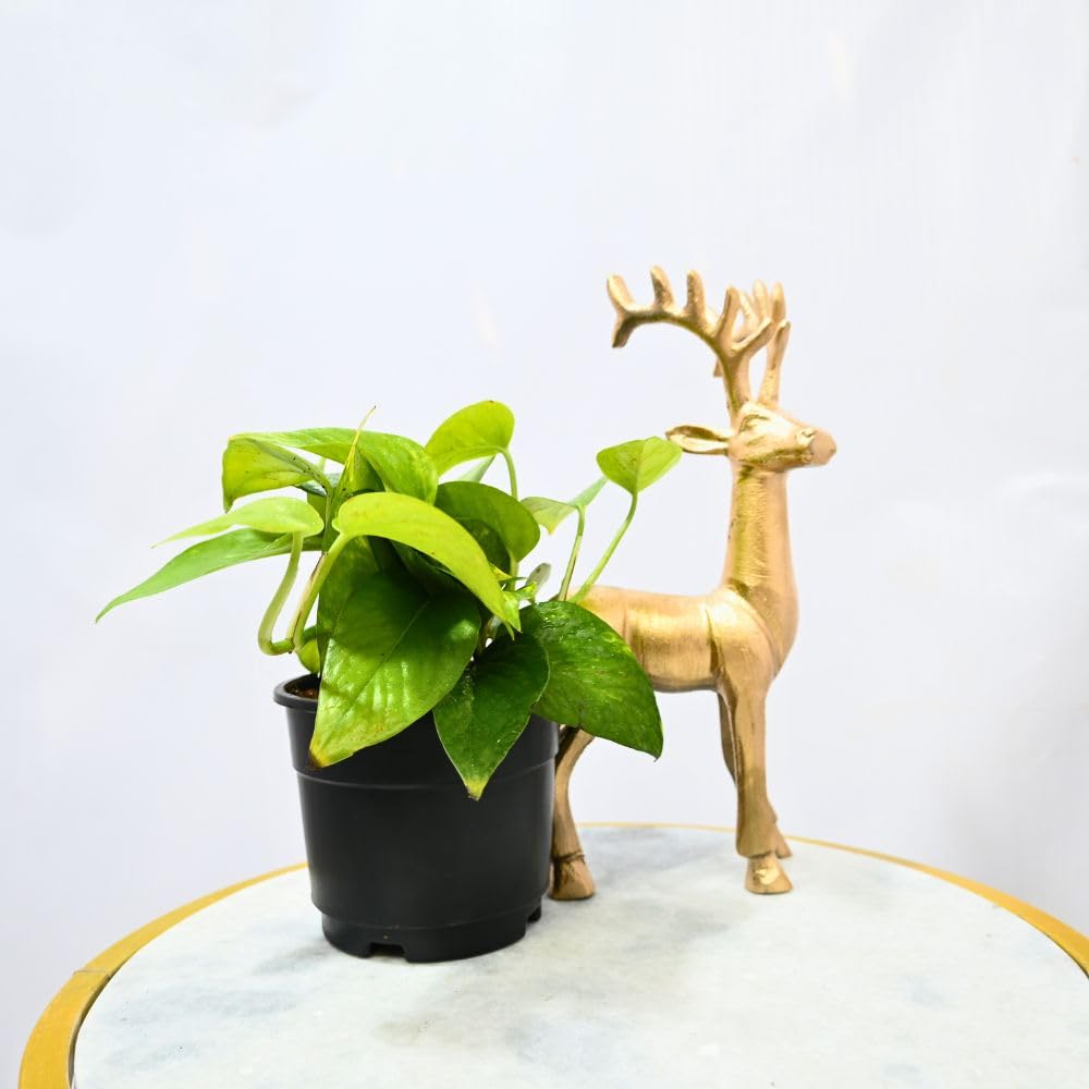 Nayra Money Plant - Green Indoor Plant with Pot -7 Nayra Money Plant - Green Indoor Plant with Pot -7