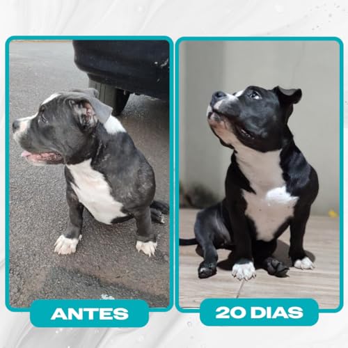 Suplemento Cachorro Forte Pelo E Derme 250g + Aminocão 300g