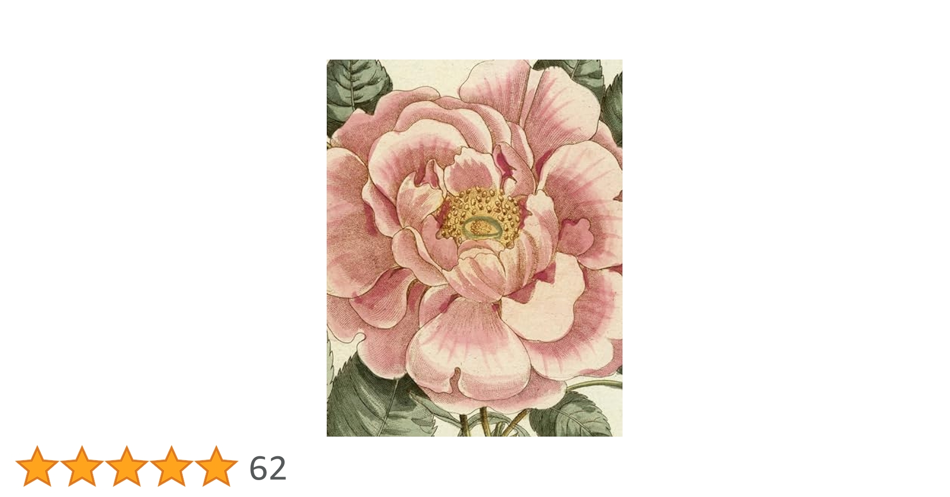 Amazon | John Derian Picture Book II | Derian, John | Decorating