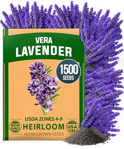 HOME GROWN Non-GMO 'Vera' English Lavender Seeds 1,500+ | True