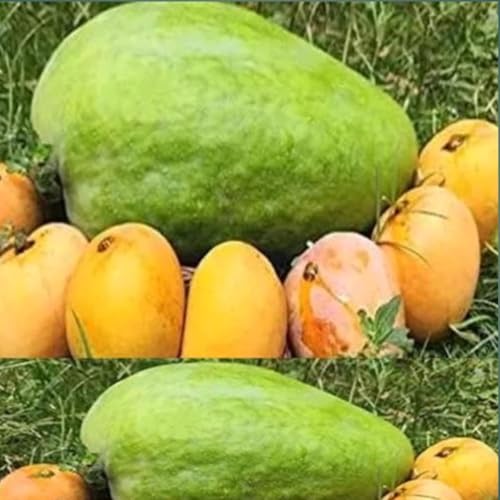 Image of inchNoorjahan Mango Plant Grafted inch Outdoor Hybrid Mango Tree (Height 2-2.5 Feet), Large Fruits Of Approximately 3 To 4 Kg Live Fruit Plant For Home Garden