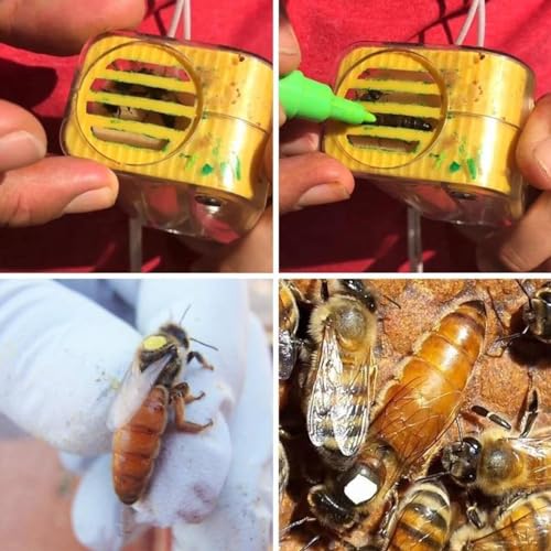 Generic Kit de marcação de abelha rainha marcador de abelha rainha criação de abelha com garrafa de