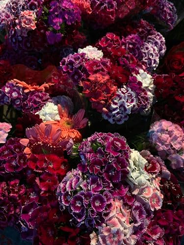 Sweet William Flower Seeds (Dianthus barbatus) - Fragrant, Colorful Blooms for Borders, Containers, and Pollinator Gardens | Non-GMO, Biennial for Sun-Loving Landscapes (25)