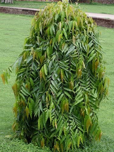 Indian Climate Suitable Ashoka Tree Seeds Saraca asoca Medicinal Plant Seeds (B09C1KW77R) Amazon Price History, Amazon Price Tracker