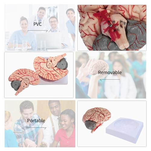 Image of SFXYJ Charts Human Brain Anatomical Model, 8-Part Model of Brain Life Size Anatomically Accurate Brain Model w /Labels & Display Base for Science Classroom Study Display, Manual Included