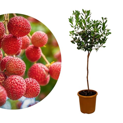 Meine Orangerie Erdbeerbaum Arbutus unedo Frostarte Pflanze mit essbaren Früchten Mediterrane Kübelpflanze im Ø 20cm Topf für Garten Terrasse & Balkon - Höhe inkl. Topf ca. 90-100cm