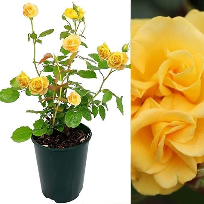 Carbeth Plants Precious Gold Rose Bush in 3L Pot - Floribunda Yellow Rose