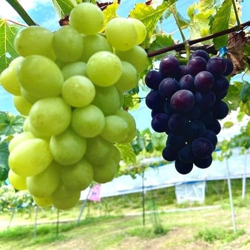 [先行予約] 和歌山 有田産 2色 ぶどう 詰め合わせ 巨峰 マスカットオブアレキサンドリア