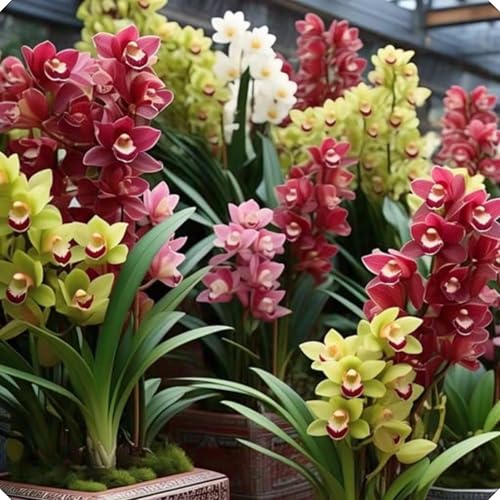 Orquídea Cymbidium elegante – Perfecta para crear ambientes acogedores y con estilo natural-3bulbos-D
