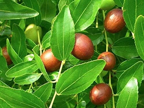 Ziziphus Zizyphus Jujuba Jujube - Chinese Date - Tropical Plant Tree Seeds (5)