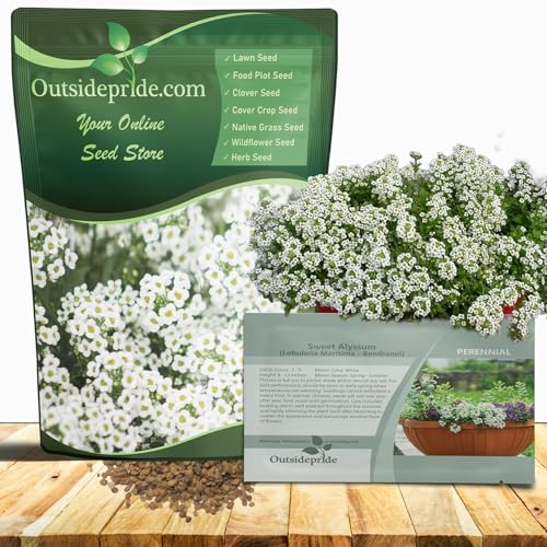 Outsidepride Perennial Sweet Alyssum Seeds - 5,000 Pieces White Lobularia Maritima Seeds for Ground Cover, Pollinator-Friendly Gardens, Drought-Tolerant Landscaping, Easy-to-Grow in USDA Zones 7-9