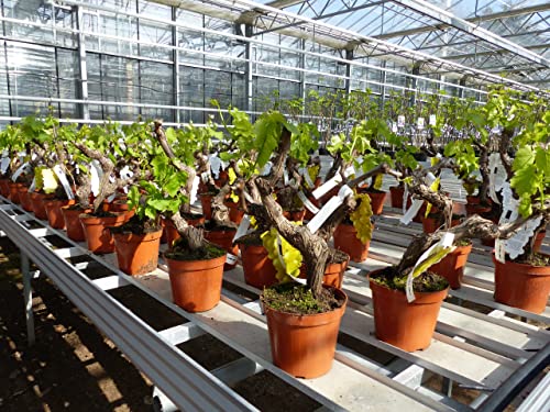gruenwaren jakubik Mini Bonsai knorrige Weinrebe Weinstock Weintraube, Tafeltraube hell Vitis Vinifera Cover