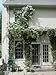 Clematis Sweet Autumn Vine 15 Seeds -paniculata