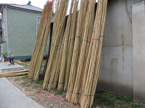 Tonkinstäbe 22-24mm, 244cm lang, 50 Stück Cover