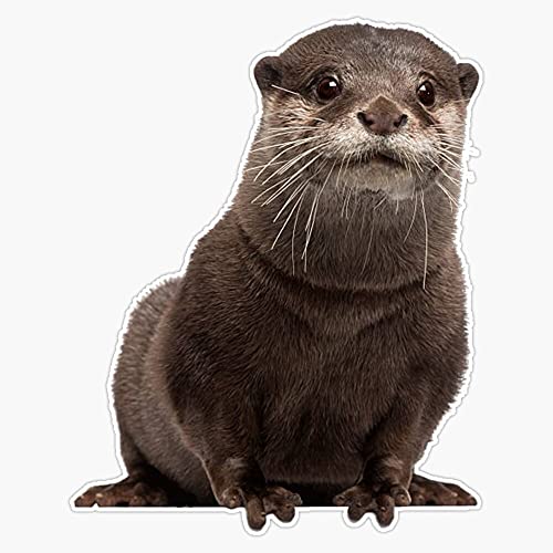 Magnet Adorable Otter #6 Magnet Bumper Sticker Car Magnet Flexible Reuseable Magnetic Vinyl 5