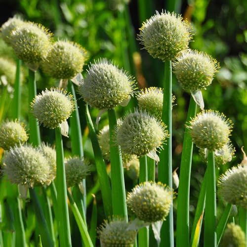 semillas de cebolleta, cebolletas raras, orgánicas cebolleta puerro, jardín de interior que 250pcs