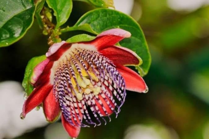 Image of Hidden Enterprise Most wonderful All Time 1Healthy Live Red passion flower PlantFor beautiful Home Garden Outdoor & Indoor Flower Plant.Pack Of 01.