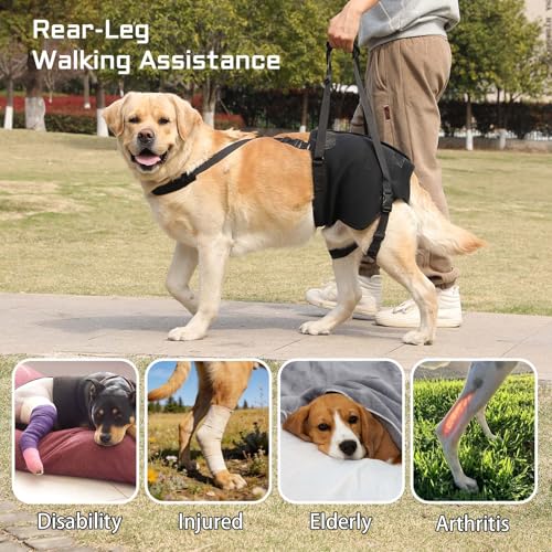 Image of NOYAL Dog Lift Sling for Large Dogs - Hind Leg Support Harness for Senior, Injured, Disabled Dogs, Rear Leg Mobility Aid, Padded Handle for Stairs, Car, Walk