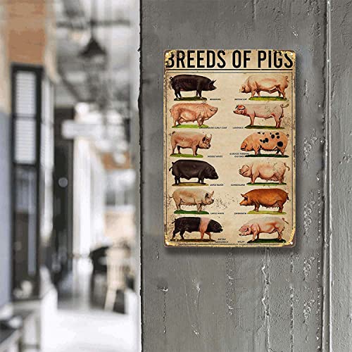 Rniiopx Retro Tin Sign Types Pig Poster Pigs Poster Breeds Pigs Poster Iron Poster Painting Tin Sign Vintage Wall Decor Decoration Crafts Bar Garden Bedroom Restaurant 8X12 Inch-Tin Painting thumb #1