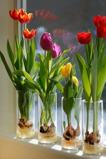 10 bulbos de tulipán preenfriados para forzar, crecen en interiores con solo agua, colores mezclados, fáciles de cultivar, jarrón no incluido,