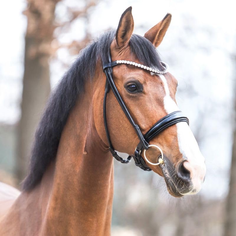 Trensenzaum Florina rundgenäht mit Lack-Reithalfter (Warmblut, schwarz)