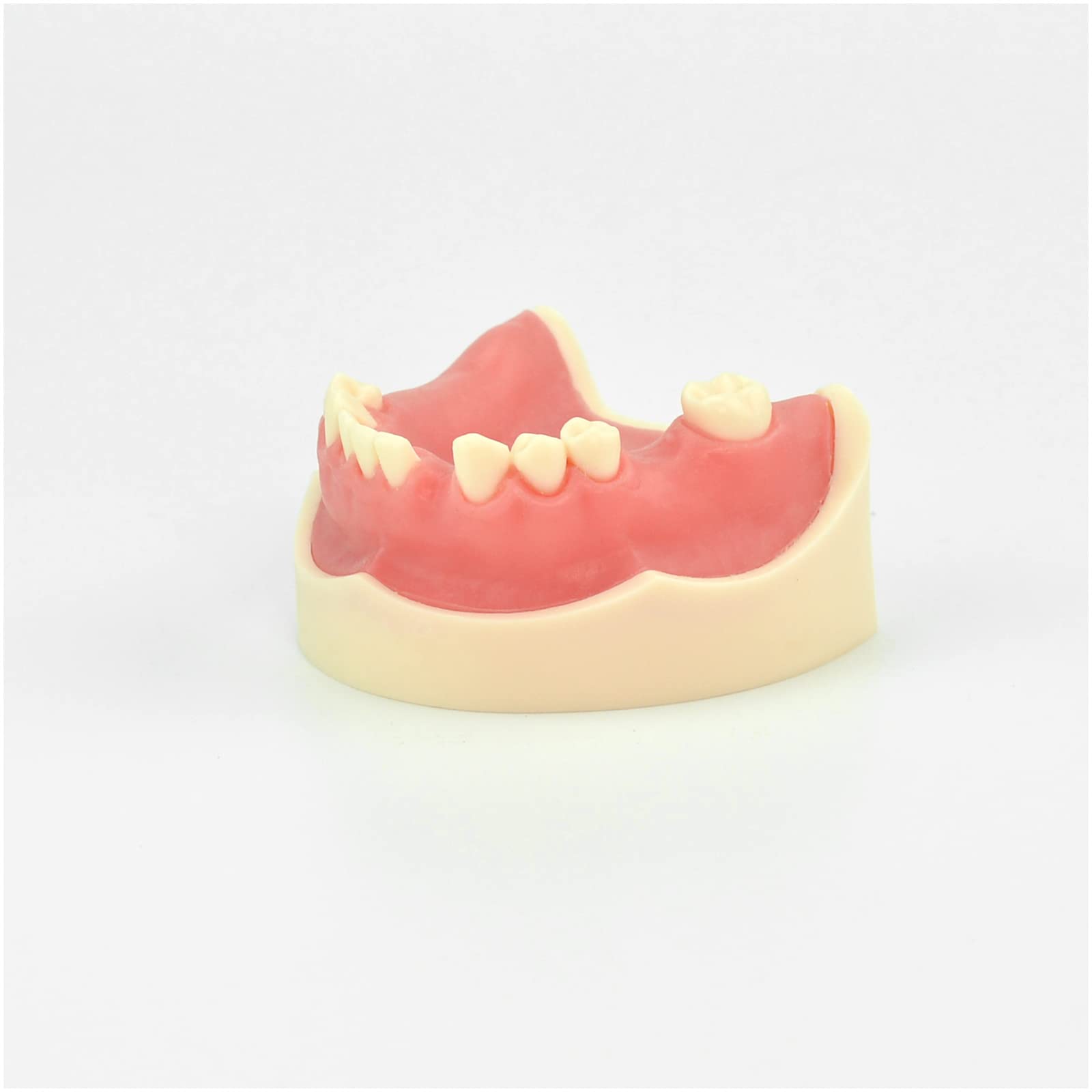 Model szczęki żuchwy implantologicznej, model do nauki, anatomiczny model zębów, silikonowy model szwu do materiałów do ćwiczeń dentystycznych, do nauki, Gdisplay