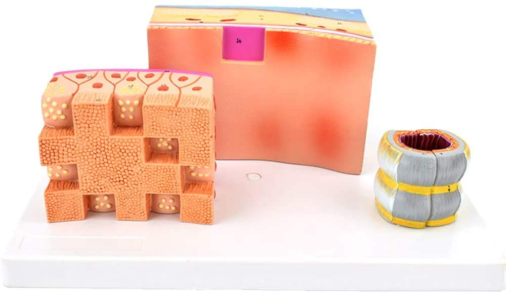 Anatomical Model Anatomy of the Trachea Tracheal wall Model of Cartilage Laryngeal Medicine Teaching