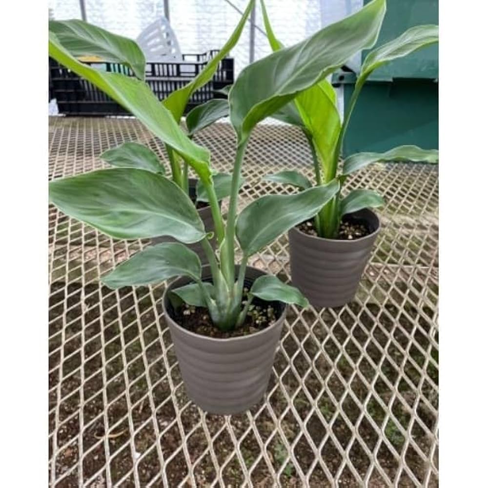 観葉植物 ストレリチア オーガスタ Amazon｜ストレリチア：オーガスタ4号ポット[丈夫な観葉植物