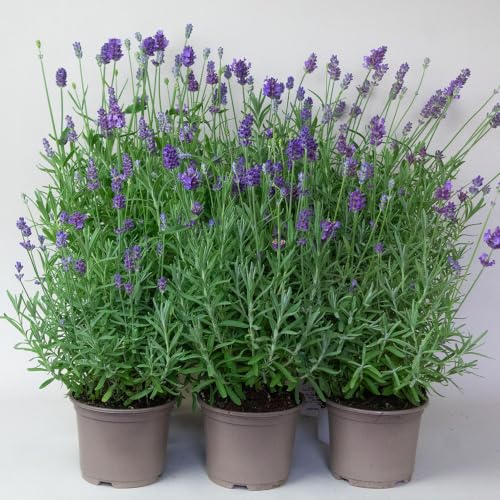 9 x Lavender Hidcote Plants in 10.5cm Pots Hardy Outdoor Lavender Plants Fragrant Purple Flowers Bee & Pollinator Friendly Garden Perennial Plants